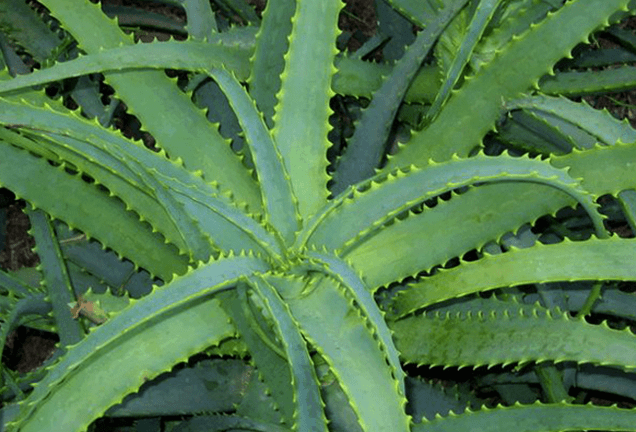 Kalanchoe kezeli a férfi betegségeket