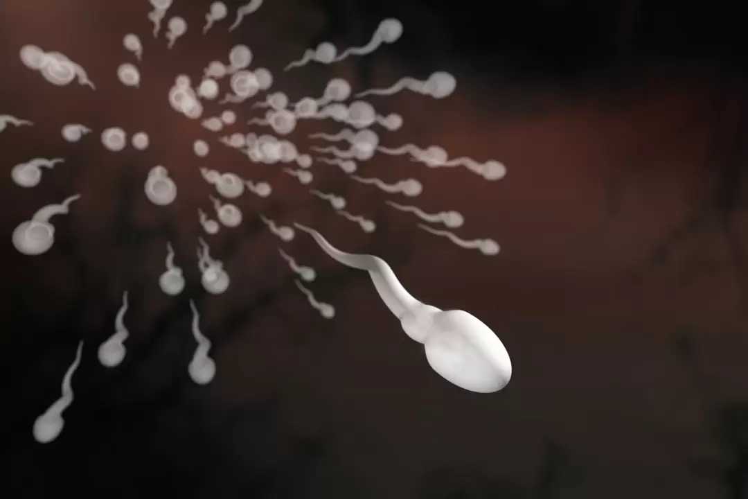 spermiumok és változásaik prosztatagyulladásban